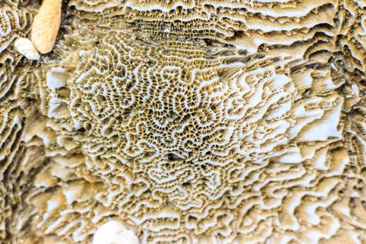 Abstract background - the brain coral close-up 