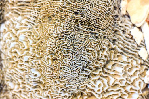 Abstract background - the brain coral close-up 