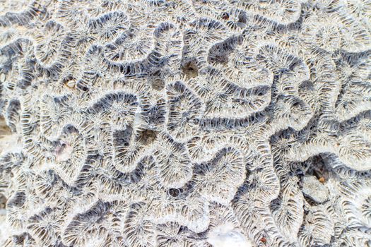 Abstract background - the brain coral close-up 