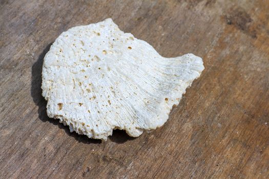 Small white fossil coral is placed on a wooden floor.