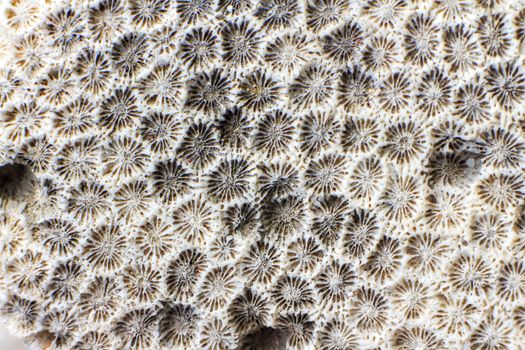 Abstract background - the brain coral close-up 