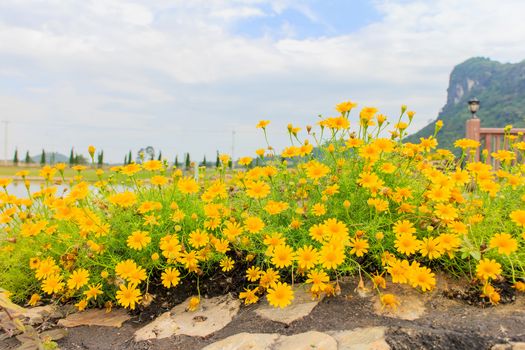 Yellow Cosmos Flowers with green leaves in the background.