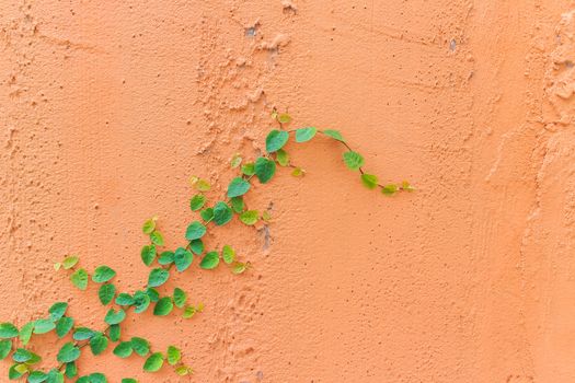 The green creeper plant on a wall creates a beautiful background.