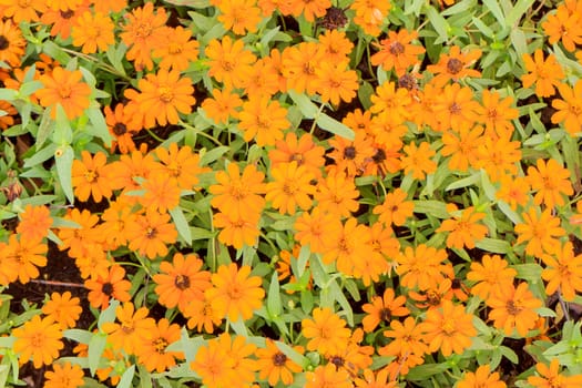 Orange Cosmos Flowers with green leaves in the background.