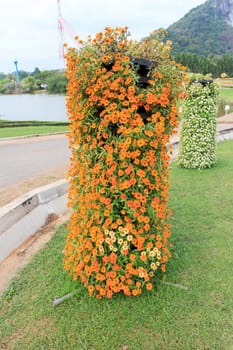 Orange Cosmos Flowers decoration in the park.