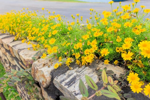 Yellow Cosmos Flowers with green leaves in the background.