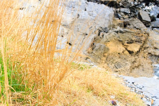 Dry grass in the mountains on the island.