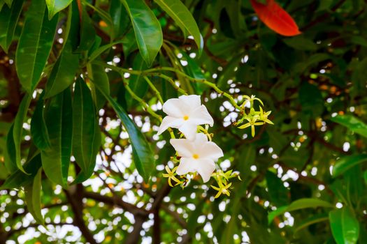 Cerbera odollam flowers bloom on the tree. (Pong-Pong) 