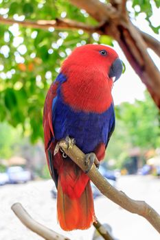 Beautiful Eclectus Parrot (Eclectus roratus) on branches in Zoo Khao Kheow, Thailand.