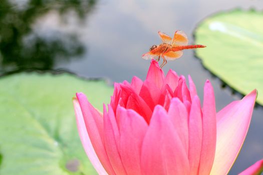 Dragonfly on water lily with green background.