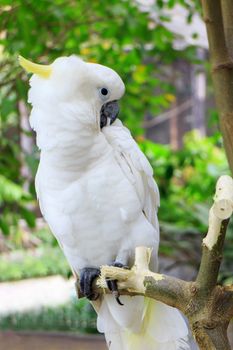 Sulphur Crested Cockatoo (Cacatua galerita) on branch in a tree in the Zoo Khao Kheow.