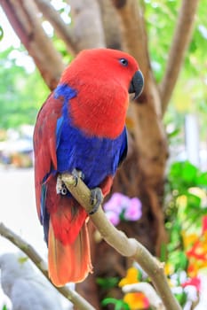 Beautiful Eclectus Parrot (Eclectus roratus) on branches in Zoo Khao Kheow, Thailand.