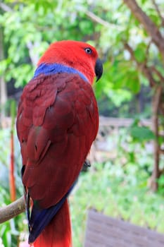 Beautiful Eclectus Parrot (Eclectus roratus) on branches in Zoo Khao Kheow, Thailand.