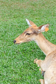 Female antelope in a Khao Kheow Zoo, Chonburi in thailand.