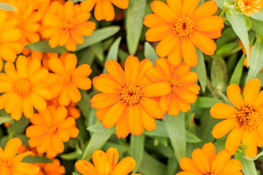 Orange Cosmos Flowers with green leaves in the background.