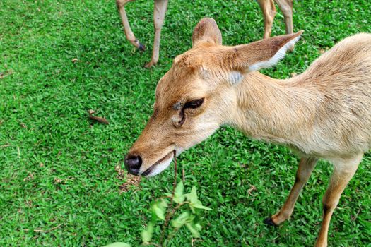 Female Antelope in open Zoo Khao Kheow, Thailand.