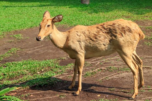 Female Antelope in open Zoo Khao Kheow, Thailand.