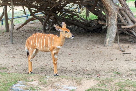 Female Antelope in open Zoo Khao Kheow, Thailand.