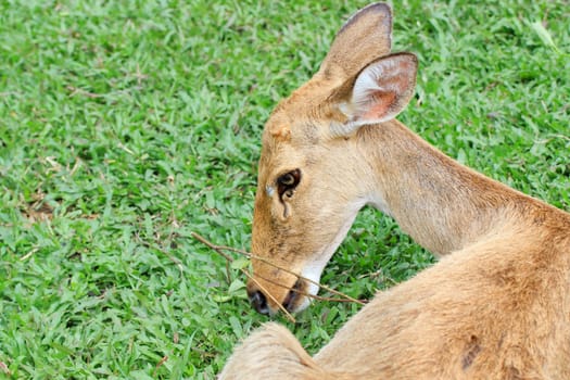 Female antelope in a Khao Kheow Zoo, Chonburi in thailand.