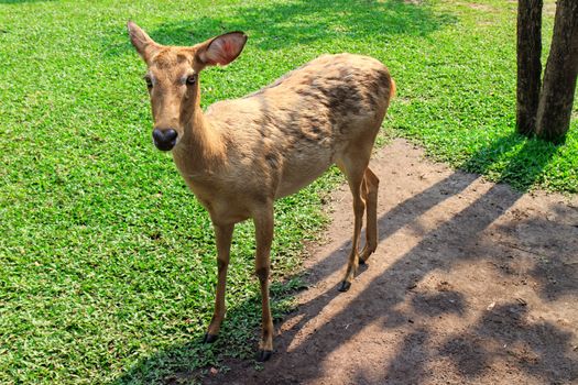 Female Antelope in open Zoo Khao Kheow, Thailand.