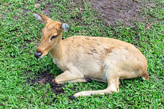 Female Antelope in open Zoo Khao Kheow, Thailand.