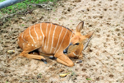 Female Antelope in open Zoo Khao Kheow, Thailand.