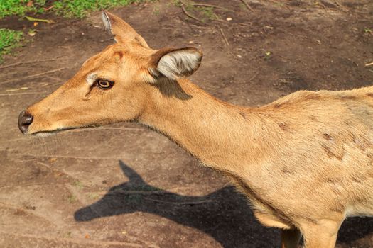 Female Antelope in open Zoo Khao Kheow, Thailand.