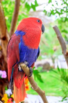 Beautiful Eclectus Parrot (Eclectus roratus) on branches in Zoo Khao Kheow, Thailand.