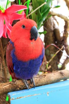 Beautiful Eclectus Parrot (Eclectus roratus) on branches in Zoo Khao Kheow, Thailand.