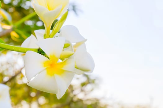 White frangipani flowers with park in the background.