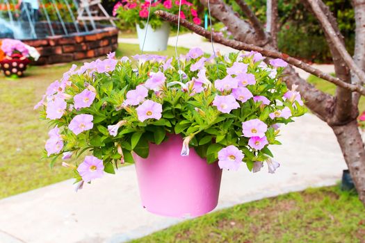 The potted flowers hanging on the tree