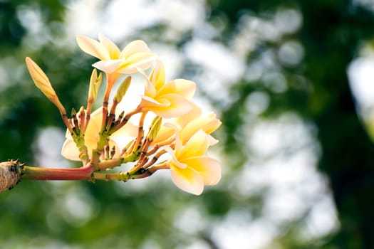 Pink frangipani flowers with leaves in the background.