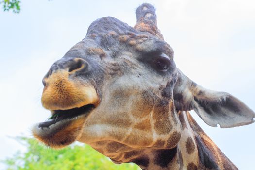 Giraffe in a Khao Kheow Zoo, Chonburi in thailand.