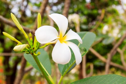 White frangipani flowers with park in the background.