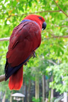 Beautiful Eclectus Parrot (Eclectus roratus) on branches in Zoo Khao Kheow, Thailand.