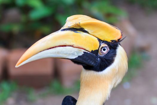 Great Hornbill on branch in the Zoo Khao Kheow.