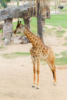 Giraffe in a Khao Kheow Zoo, Chonburi in thailand.