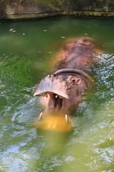 Hippos feeding at a zoo in Thailand.