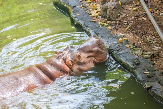Hippos feeding at a zoo in Thailand.