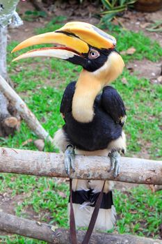 Great Hornbill on branch in the Zoo Khao Kheow.