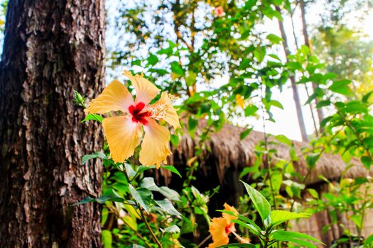 A orange hibiscus flower on green background.