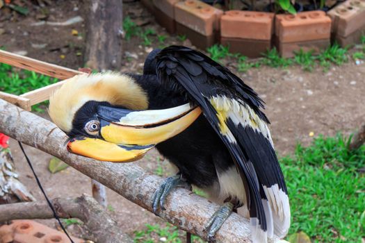 Great Hornbill on branch in the Zoo Khao Kheow.