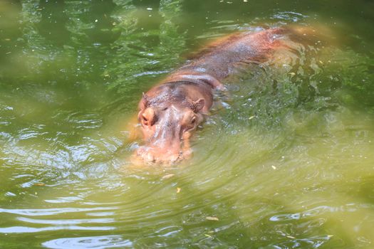 Hippos feeding at a zoo in Thailand.