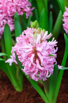 Beautiful summer bunch of flowers. Floral pattern. Hyacinth.