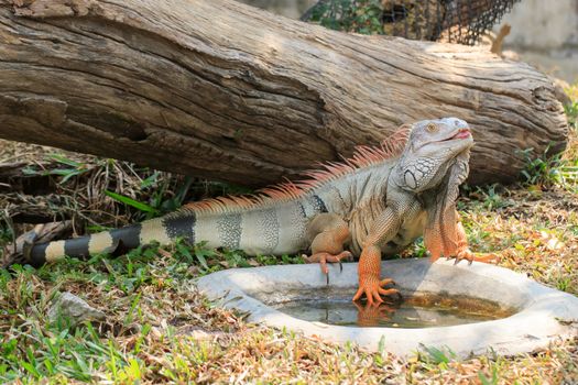 Mature male Green Iguana (Latin name: Iguana iguana).