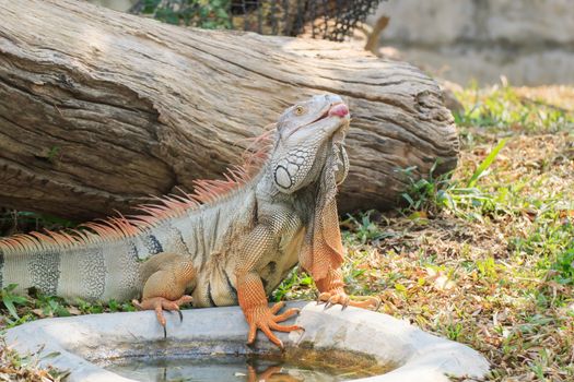 Mature male Green Iguana (Latin name: Iguana iguana).