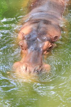 Hippos feeding at a zoo in Thailand.