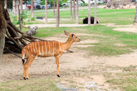 Female Antelope in open Zoo Khao Kheow, Thailand.