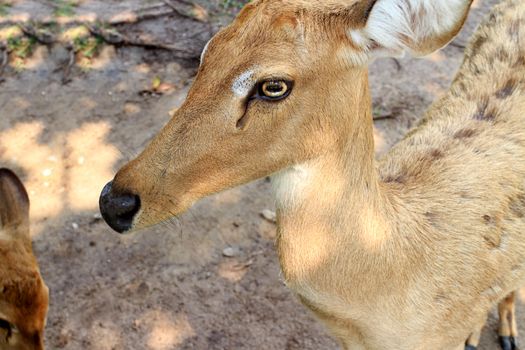 Female Antelope in open Zoo Khao Kheow, Thailand.