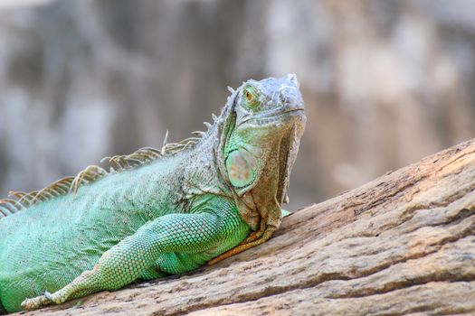 Mature male Green Iguana (Latin name: Iguana iguana).